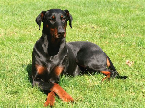 Doberman Pinscher Dog Breed Information & Characteristics Daily Paws