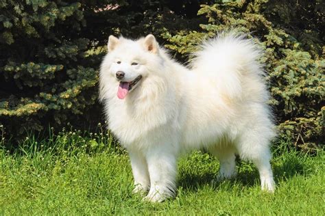 Full Grown Samoyed Dog: A Guide To Their Care