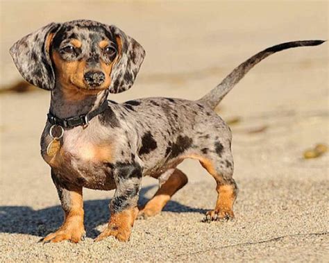 Full Grown Silver Dapple Dachshund