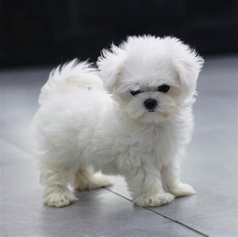 Full Grown Teacup Maltese Puppies: Everything You Need To Know