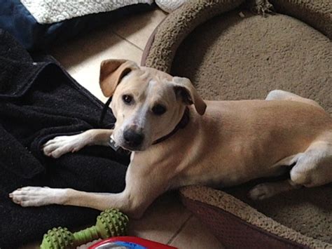 Full Grown Yellow Lab Border Collie Mix