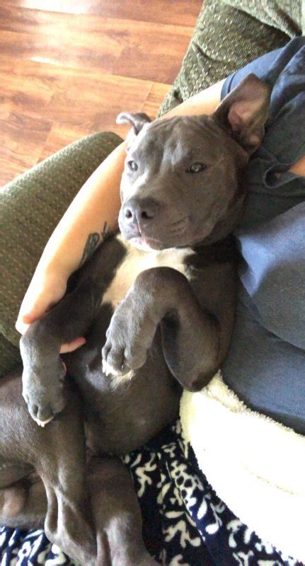 Full Blooded Blue Pit