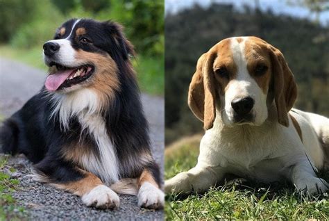 Australian Shepherd/ Beagle Mix Mixed Breed Dogs Pinterest