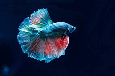 Full Grown Betta Fish