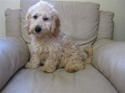 88+ Full Grown Bichon Frise Cocker Spaniel Mix l2sanpiero