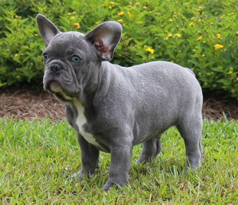 Full Grown Blue Brindle French Bulldog: A Unique And Loveable Breed