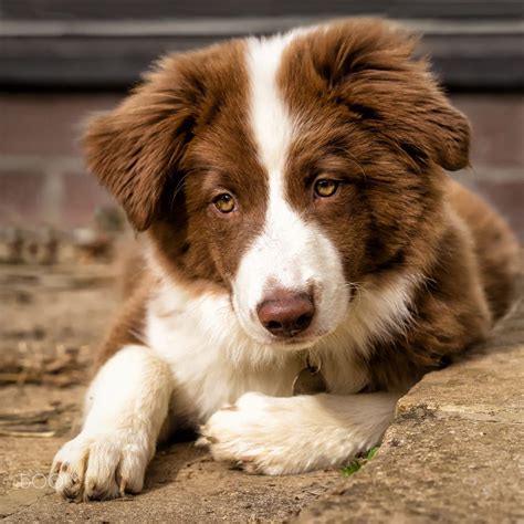 Full Grown Border Collie Brown And White