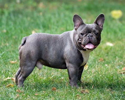 Full Grown Mini French Bulldog: The Adorable And Compact Canine
Companion
