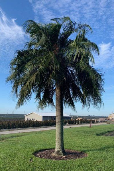 Mule Palm Tree | XButiagrus Nabonnandii | Atlanta Palms