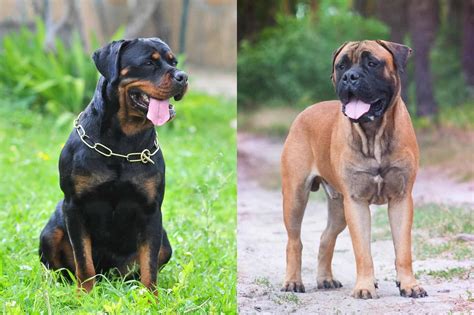 Rottweiler Mastiff Mix Mastiff & Rottweiler The Dogman