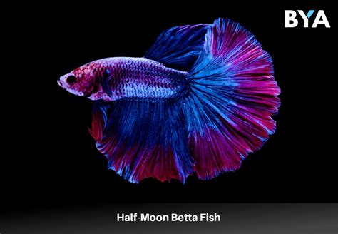 Full Moon Betta
