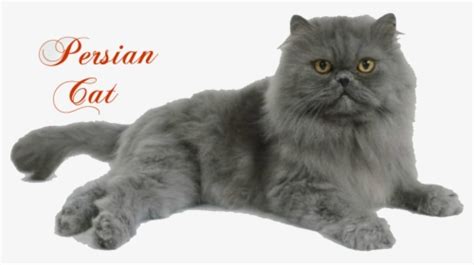Full Punch Persian Cat