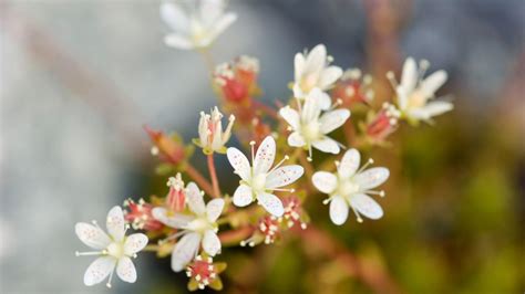 Full Screen Cute Wallpapers For Laptop