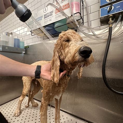 Full-Service Grooming vs. Quick Baths