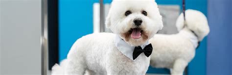 Full-Service Salon vs. Mobile Grooming Poway
