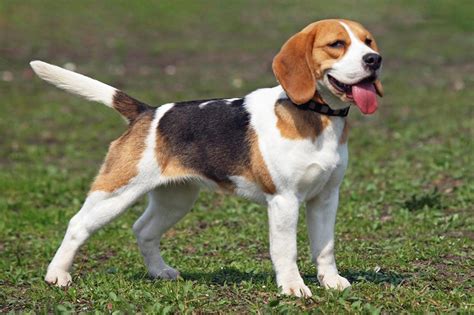 Fully Grown Beagle: A Relaxed And Unique Companion