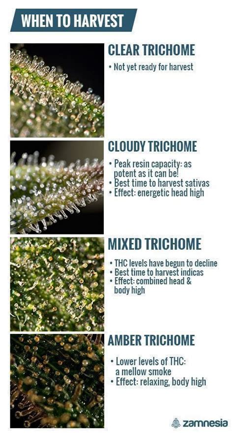 Fully Developed Trichome Harvest Chart – Free Printable Guide & Reference