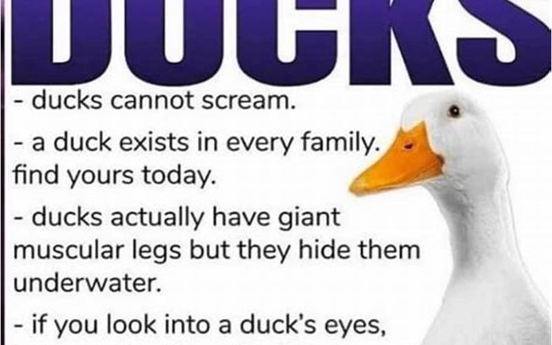 Fun Facts About Silly Ducks