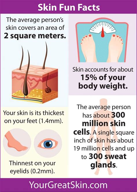 Fascinating Fun Facts About Skin Care That Will Wow You!