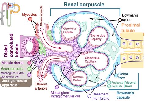 Juxtaglomerular Apparatus and Glomerulus Glomerulus (kidney