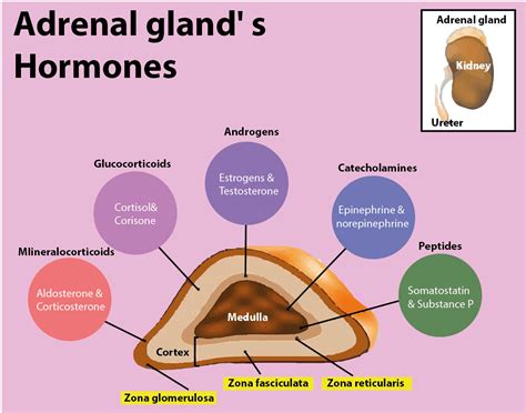 Function Of Adrenaline