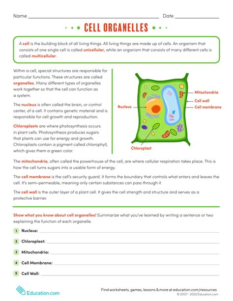 Function Of The Organelles Worksheet - worksheet