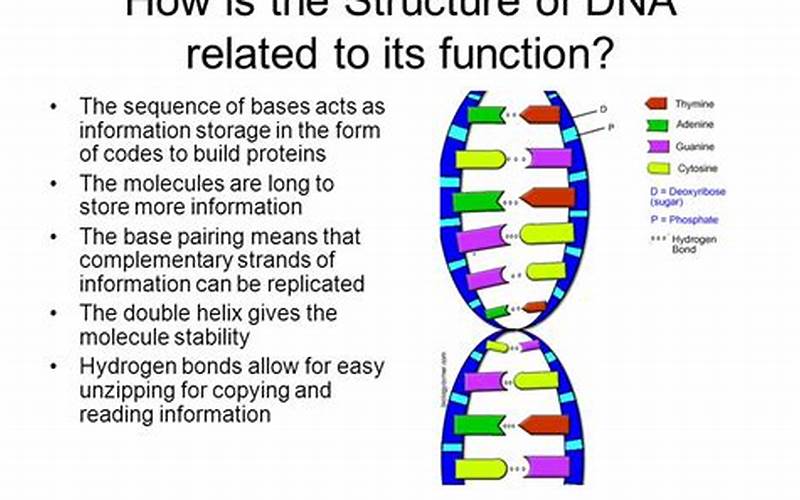 Functions Of Dna