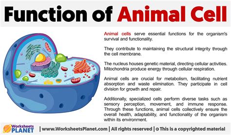 Discovering the Critical Role of Functions in Fuel Storage Within Animal Cell Metabolism