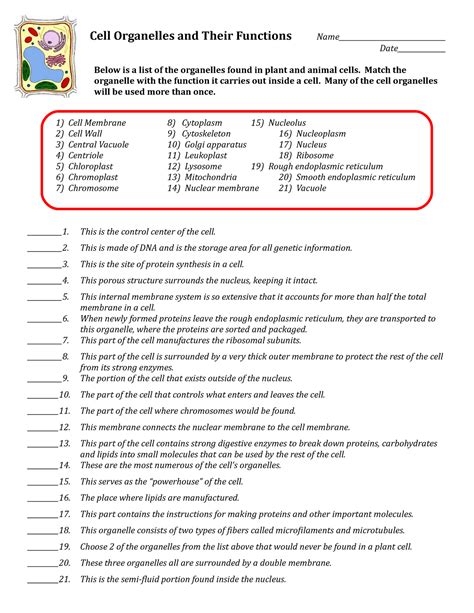 Functions Of Cell Organelles Worksheets | 99Worksheets