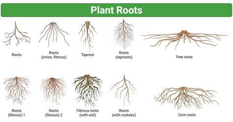 Functions of plant roots