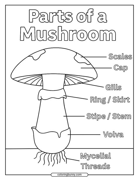 Fungi Coloring Worksheet Labeled