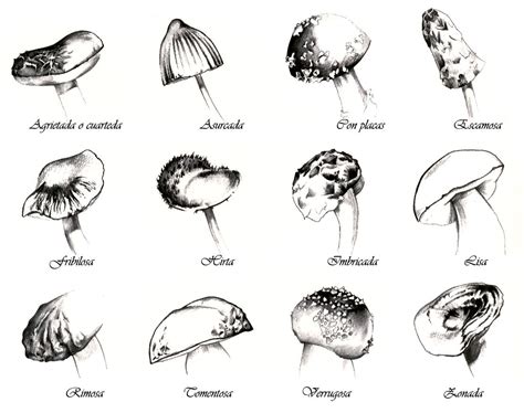 Fungi Coloring Worksheet Quizlet