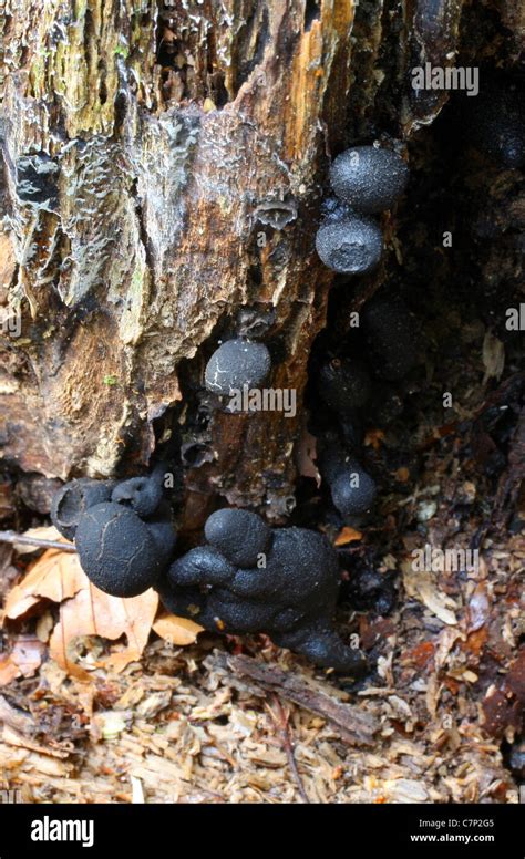 Fungi Xylania Polymorpha