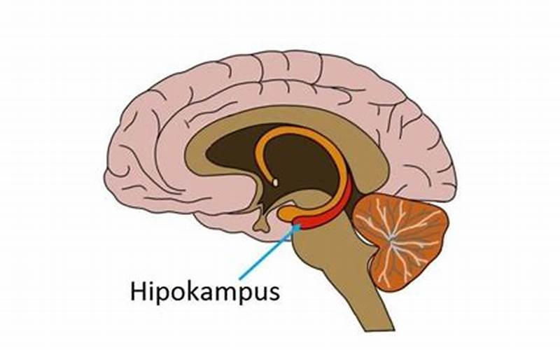 Fungsi Hipokampus