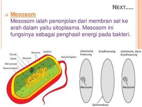 Fungsi Mesosom: Struktur Sel yang Penting dalam Metabolisme