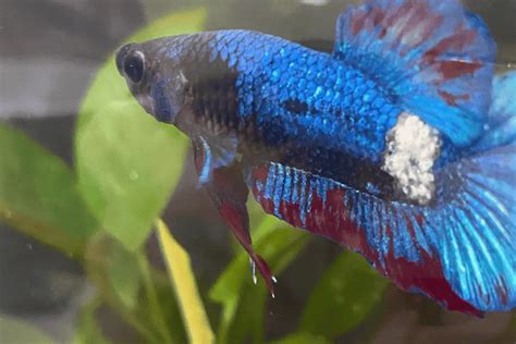 Fungus On Betta