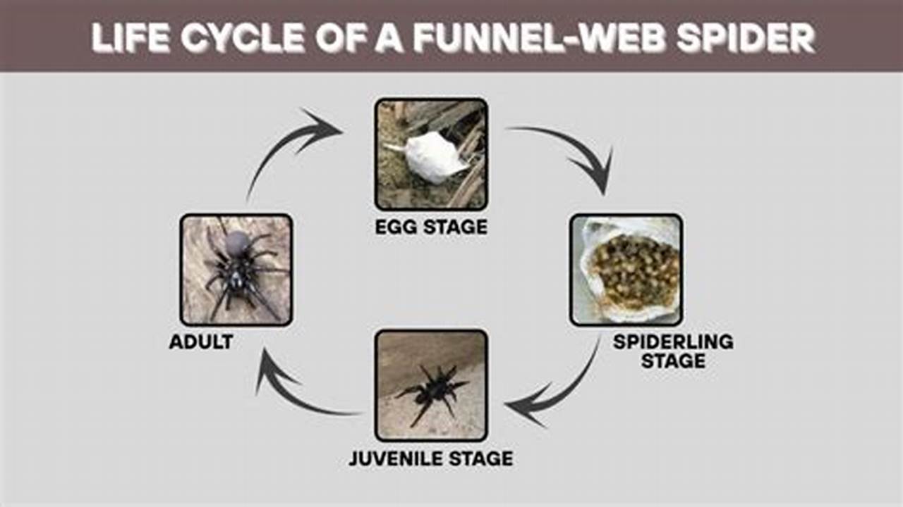 Funnel Web Spider Lifespan 2025 Lifespan