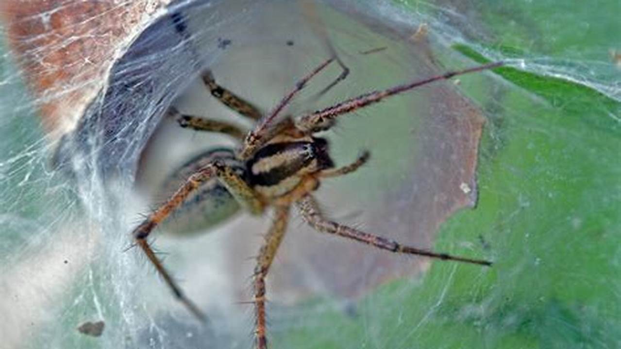 Funnel Web Spider Usa 2025