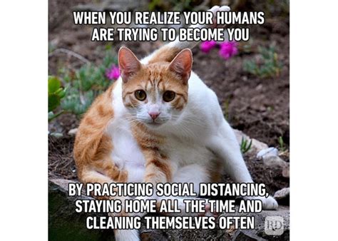 Funniest Cat Clean Cat Memes
