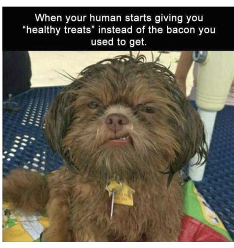 Funniest Clean Memes 2019