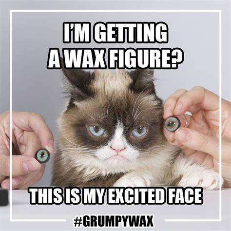 Funniest Grumpy Cat Memes Clean