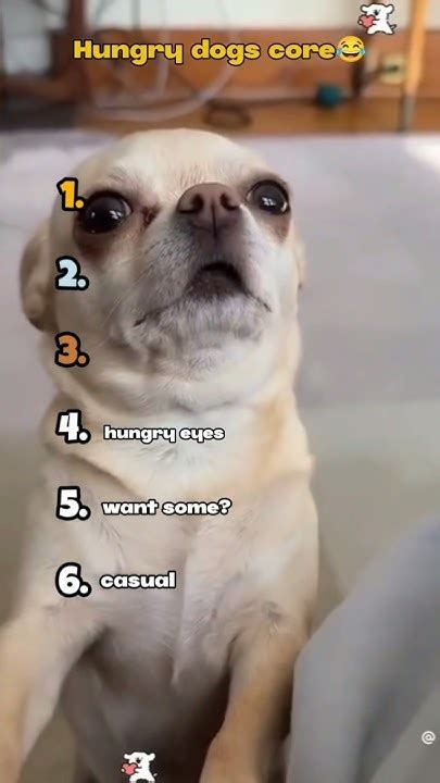 Funniest Very Hungry Dogs Compilation YouTube