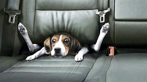 Funniest Videos Of Dogs