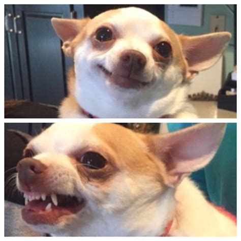Funny Angry Chihuahua Meme: The Hilarious Side Of These Tiny Dogs