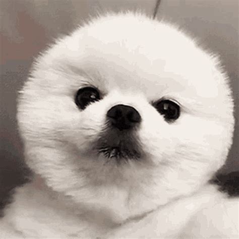 Funny Animated Cute Puppies Gif