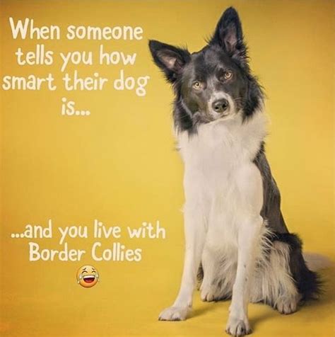 Funny Border Collie Quotes