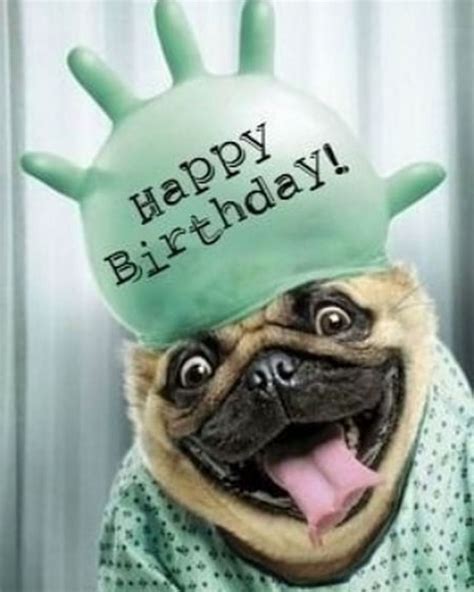 Funny Cute Puppies Happy Birthday Images