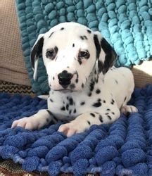 Funny Dalmatian Puppies For Sale Houston