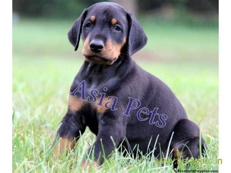 Funny Doberman Puppies For Sale In Bangalore