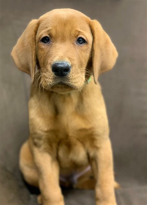 Funny Fox Red Labrador Puppies For Sale In Wisconsin